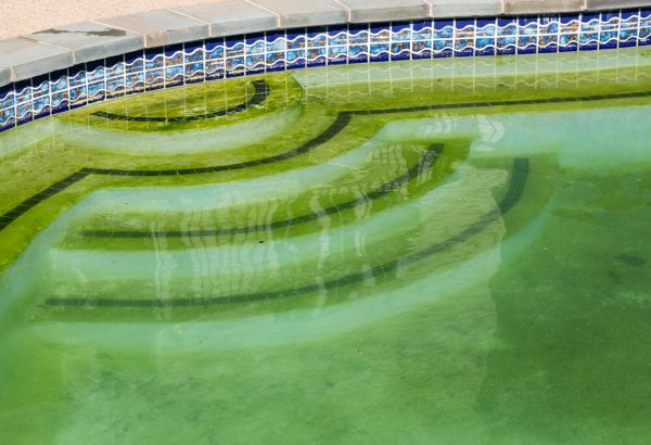 Pool Deck Algae Removal in Sparks